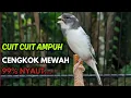 Lagu KENARI GACOR  Cuit CUIT BIRAHI SUARA Kenari MASTERAN TERBAIK UNTUK PANCINGAN \u0026 MASTERAN Kenari PAUD