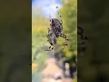 Download Lagu European garden spider sucks prey dry #arachnida #gardenspider #spin #spider #web #insects #insecten