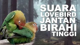 Download SUARA PANCINGAN LOVEBIRD JANTAN BIRAHI TINGGI JERNIH MP3