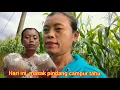 Download Lagu TODAY, COOK PINDANG WITH CAMPURI TAHU