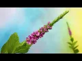 Download Lagu ABC TV | How To Make Verbena Stricta Flower With Shape Punch - Craft Tutorial