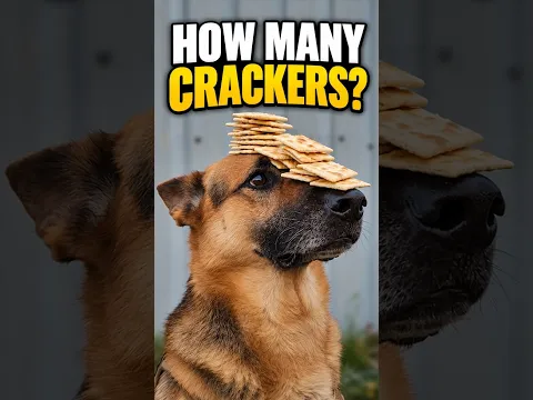 How many crackers can my dog hold?  #dog #dogtraining