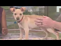 Humane Society of Southeast Texas has many dogs cats looking for forever homes