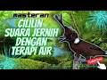Download Lagu Masteran Cililin Suara Jernih Dengan Terapi Air