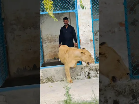 Lion 🦁 Brand #wildliferescue #largecats #animals #tigerspotted #lionnation #bigcat #wildlife 😡