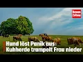 Download Lagu Hund löst Panik aus: Kuhherde trampelt Frau nieder | krone.tv NEWS