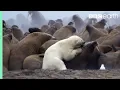 Download Lagu Polar Bear vs Walrus | Planet Earth | BBC Earth