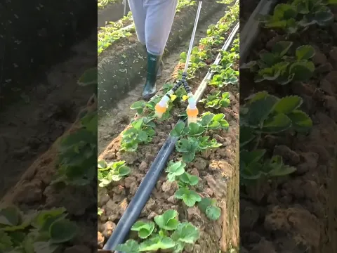 #shorts #agricultural #agriculture #farming #agro #farmlife #agri #technology #farm #food #diy