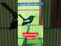 Download Lagu Memancing kacer untuk bunyi #kacergacor #kacerkonslet #pancingankacer