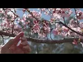 Macon s cherry blossom season arrives in time for festival