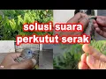 Download Lagu Cara Mengatasi Suara Perkutut Serak Atau Hilang