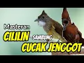 Download Lagu MASTERAN CILILIN SAMBUNG CUCAK JENGGOT❗ DIJAMIN AUTO DILIRIK JURI