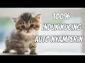 Download Lagu Suara anak kucing memanggil induknya...ampuh 100% induk kucing auto mendekat..