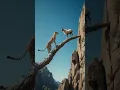 Download Lagu mountain goat life #wildlife #leopard #nature #viralvideo #leopardadventure