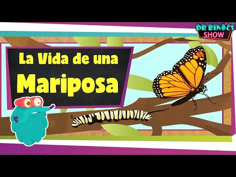 Download MP3 LA MARIPOSA Y SU CICLO DE VIDA | Educativos para niños | Documentales en español