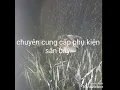 Download Lagu Tiếng chim mắt đỏ.quốc hoa mới nhất.lh 0985919878