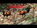 Download Lagu Pikat Suara  Ayam Hutan jantan merah Jelas dan Nyaring lawan auto panas‼️ pasti Dateng semua