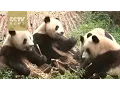 IUCN announces Giant Panda is off the endangered list