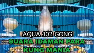 Download JOSSS ... PERKUTUT BANGKOK SUARA BESAR , LENGKAP, UJUNG PANJANG NDLOSORR RING AQUA BIRD FARM MP3