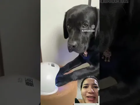 Doggy kutekan ?!! #trendingshorts #funny #tools4life #automotivetools #humor