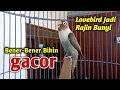 Download Lagu BENER BENER BIKIN GACOR, Suara lovebird Fighter Ngekek Panjang, Terapi Lovebird Agar Rajin Bunyi