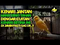 Download Lagu CUITAN KENARI BETINA MEMANGGIL JANTAN PALING AMPUH #kenari#kenarigacor #kicaumania