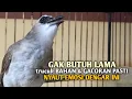 Download Lagu Trucuk BETINA memanggil Jantan Suara Birahi Ngecuplik 100% pancingan trucukan gacor agar BUNYI EMOSI