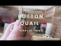 Hatching button quail from start to finish