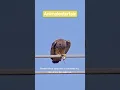 Download Lagu alap alap vs tikus #animals #wildforest #hewanbesar #hewanhutan