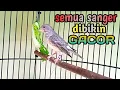 Download Lagu Suara Burung SANGER GACOR Ngerol Pedas paling ampuh untuk Pancingan dan Masteran,.