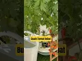 Download Lagu Buah tomat yang lebat #petanimilenial #tomat #tomatoes #tomato #farming #agriculture #farm #farming