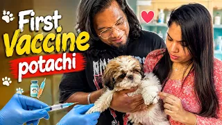 Vaccine potachi💯✅shihtzu health care Thanjavur couple Reji💜John #dog #shihtzu #minivlog 