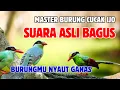 Download Lagu MASTERAN SPESIAL LEDAKAN 2025 KOMPILASI MEWAH UNTUK SEMUA JENIS BURUNG MURAI BATU DAN CUCAK IJO !!