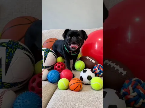 SUBSCRIBE To Give Her Balls πΆβ½οΈ #crash #thecrashcorner #dog #pets