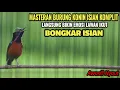 Lagu SUARA BURUNG KOLIBRI NINJA GACOR ISIAN ROLL TEMBAKAN MEWAH
