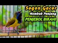 Download Lagu PANCINGAN SOGON GACOR NGKLEPER, SUARA BURUNG SOGON BIKIN NGAMUK SOGON TROTOL METALIK EMOSI #96