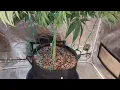 Girl Scout Cookies Extreme From ILGM