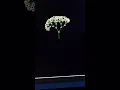 Python Turtle Flower Art Easy Coding Tutorial
