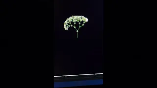 Python Turtle Flower Art Easy Coding Tutorial