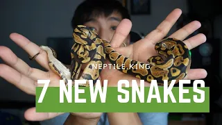 7 new snakes 4 germany import rbpythons neptile king