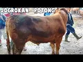 Full GEMUK2 SAPI JOGROKAN / POTONGAN PERTENGAHAN DESEMBER DI PASAR WAGE PATI..