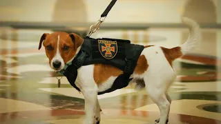 زلينسكي يقدم وساما فخريا للكلب باترون ساعد في الكشف على عبوات ناسفة بأكرانيا  زلينسكي يقدم وساما فخريا للكلب باترون ساعد في الكشف على عبوات ناسفة بأكرانيا