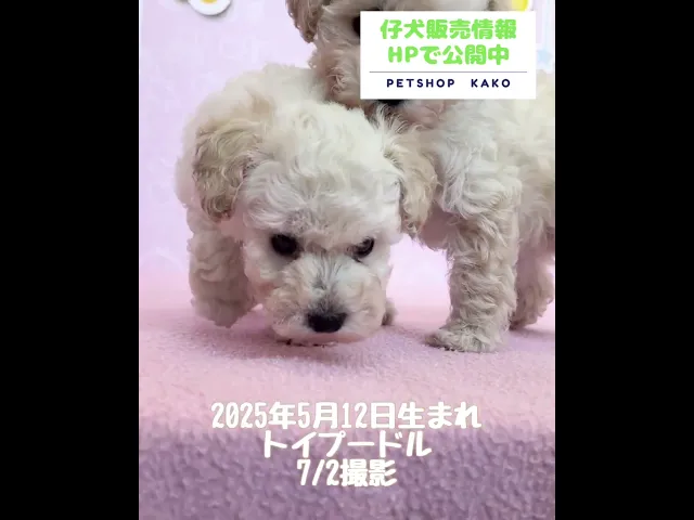 動画