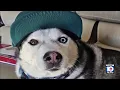 Dog owner searching for answers after husky found dead housesitter disappears