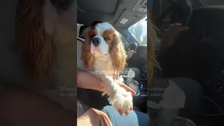 When your dog is so clingy, he needs to either be carried or at least hold hands to fall asleep 🥹