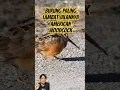 Download Lagu Burung paling lambat jalannya American wood cock bird