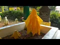 Download Lagu #Pulau Penyengat Kota Tanjungpinang. Makam Rja Ali Haji penulis GURINDAM 12