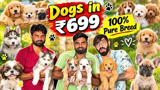 Cheapest Dog Market in Delhi | Husky, Retriever, Shih Tzu, Americal Bulldog, Pug | Dogs in ₹699