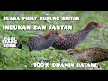 Download Lagu GAK butuh waktu lama❗suara pikat burung Siantar indukan dan jantan 100% sudah dicoba.