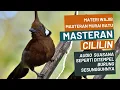 Lagu Masteran Wajib Burung Juara | Cililin Gacor | Audio bersih mudah masuk dan mudah diingat